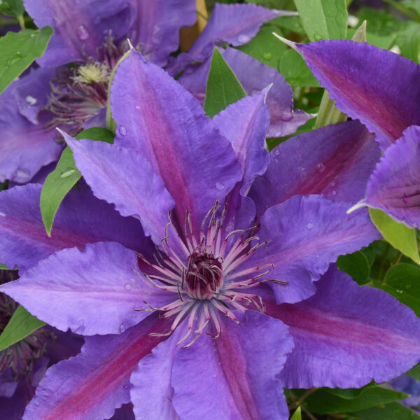 Paulie™ (Clematis paulie) - half gallon -Ship Only