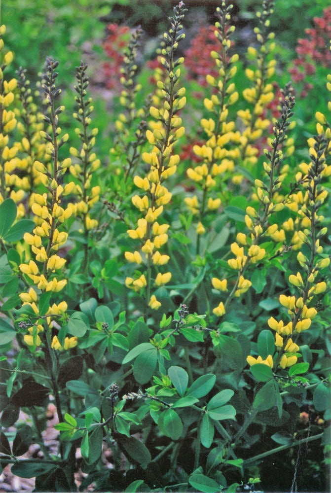 Decadence® 'Lemon Meringue' False Indigo (Baptisia x 'Lemon Meringue') - 1 gallon -Ship Only