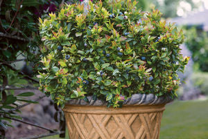 Jelly Bean® Blueberry (Vaccinium x 'Jelly Bean') - 1 gallon -Ship Only