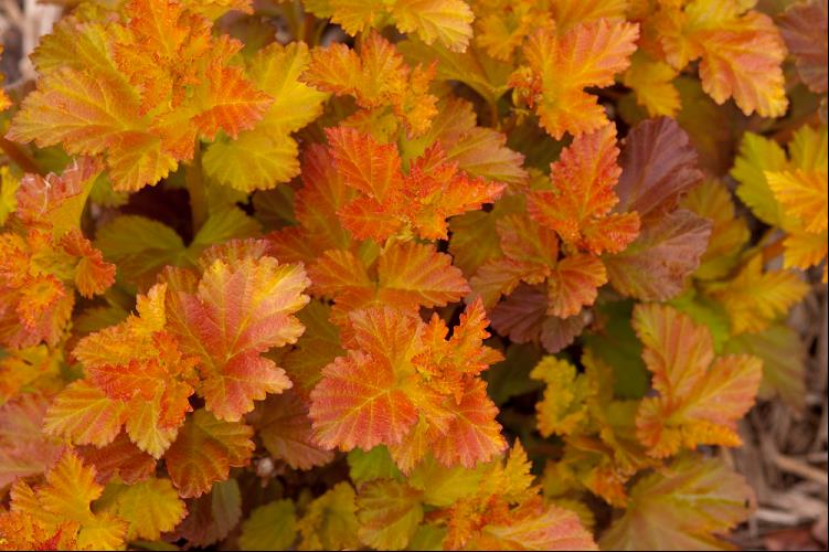 Amber Jubilee™ Ninebark (Physocarpus opulifolius 'Jefam') - 3 gallon 15" -Ship Only