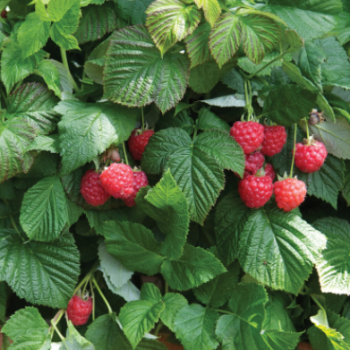 Raspberry Shortcake® (Rubus idaeus 'Raspberry Shortcake™') - 2 gallon -Ship Only