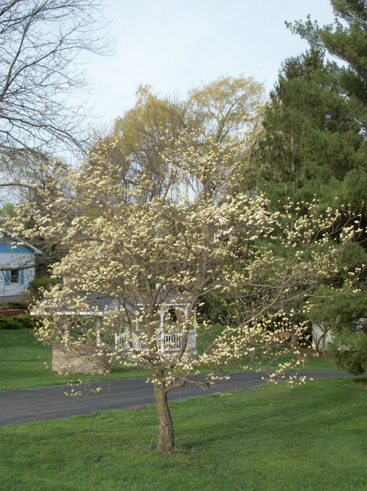 White Flowering Dogwood (Cornus florida) - 1 gallon 24" TREE -Ship Only