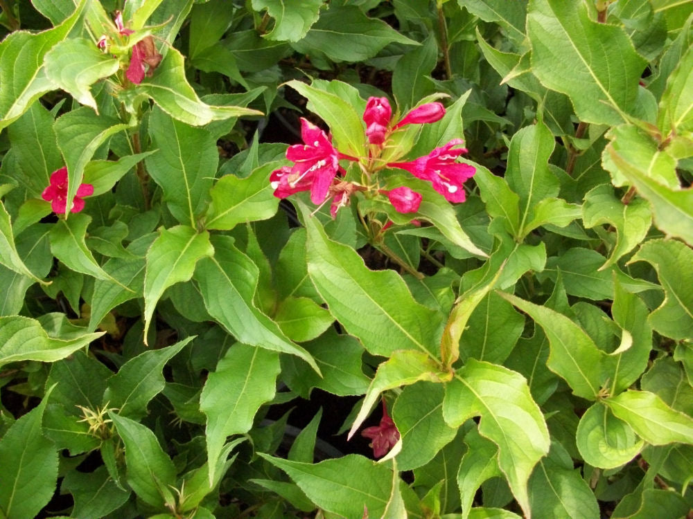 Red Prince Weigela (Weigela florida 'Red Prince') - 1 gallon -Ship Only