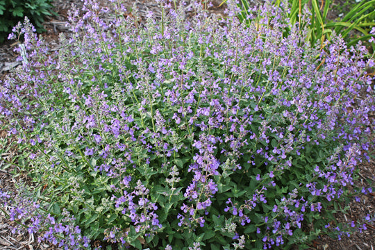 Junior Walker™ Catmint (Nepeta faassenii 'Novanepjun') - 1 gallon -Ship Only