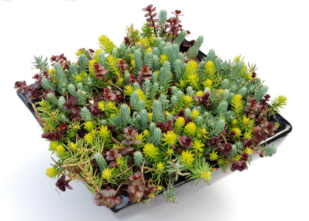 Flaming Carpet Stonecrop (Sedum 'Flaming Flaming Carpet') - 1 gallon -Ship Only