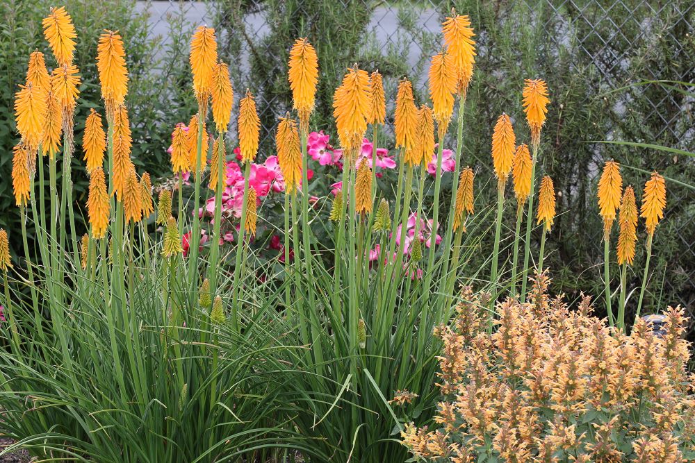 Mango Popsicle Dwarf Poker (Kniphofia 'Mango Popsicle') - 1 gallon -Ship Only