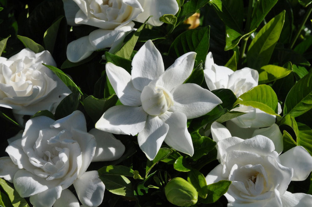 Summer Snow® Gardenia (Gardenia jasminoides 'Summer Snow') - 1 gallon -Ship Only
