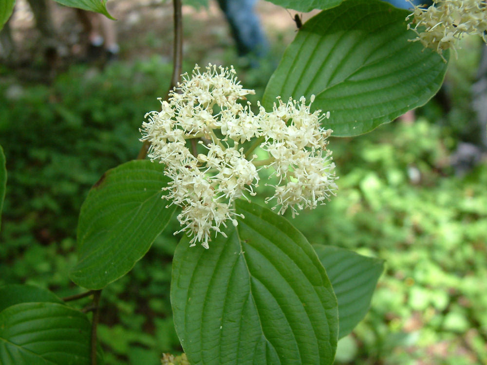Pagoda Dogwood (Cornus alternifolia) - 3 gallon 36" -Ship Only