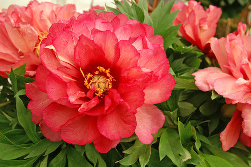 Julia Rose Itoh Peony (Paeonia x 'Julia Rose') - 2 gallon -Ship Only