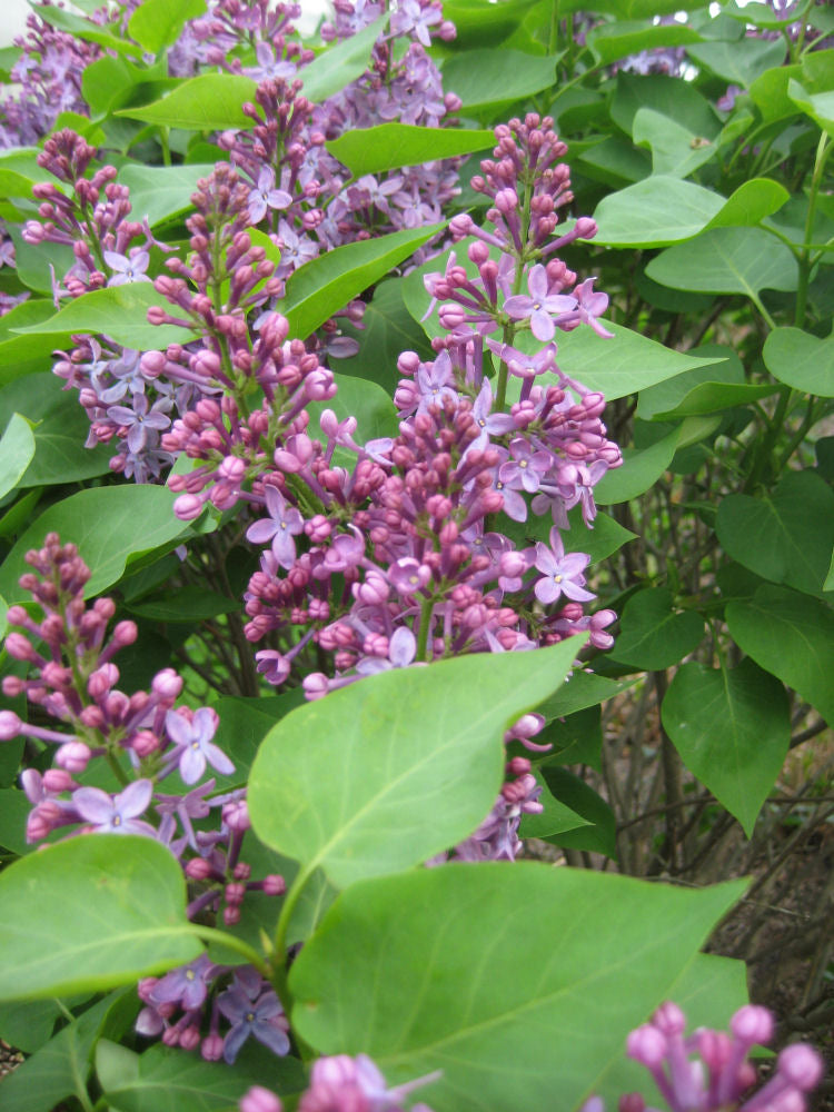 Prairie Petite Lilac (Syringa vulgaris 'Prairie Petite') - 2 gallon 10" -Ship Only