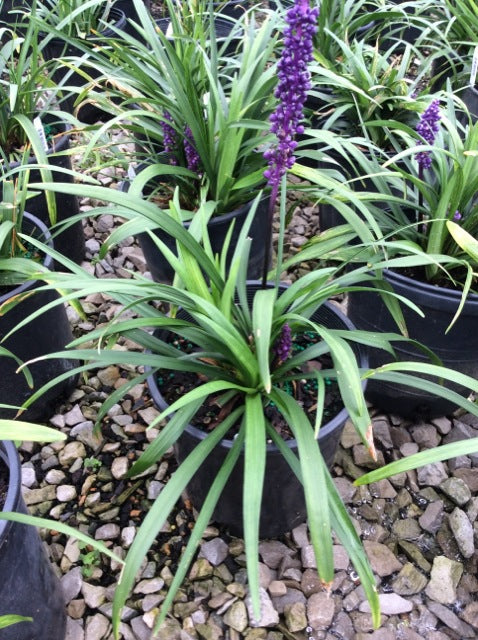 Royal Purple Lily Turf (Liriope M 'Royal Purple') - 1 gallon -Ship Only