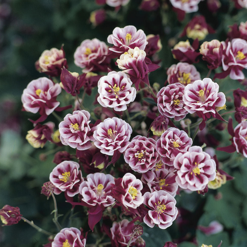 Winky Double Red & White Columbine (Aquilegia 'Winky Dbl Red & White') - 1 gallon -Ship Only