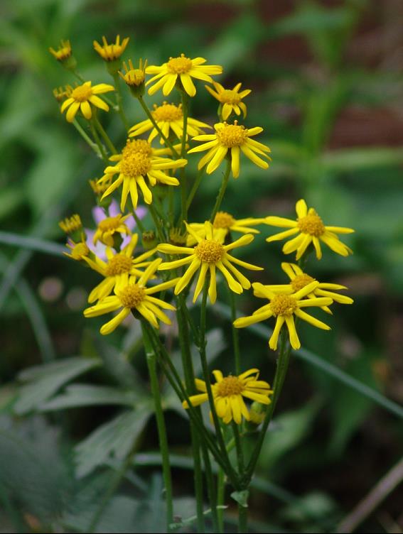 Golden Groundsel (Packera aurea) - 1 gallon -Ship Only