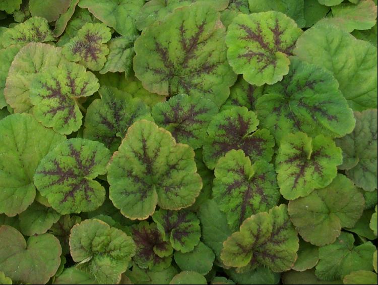 Running Tapestry Foamflower (Tiarella C 'Running Tapestry') - 1 gallon -Ship Only