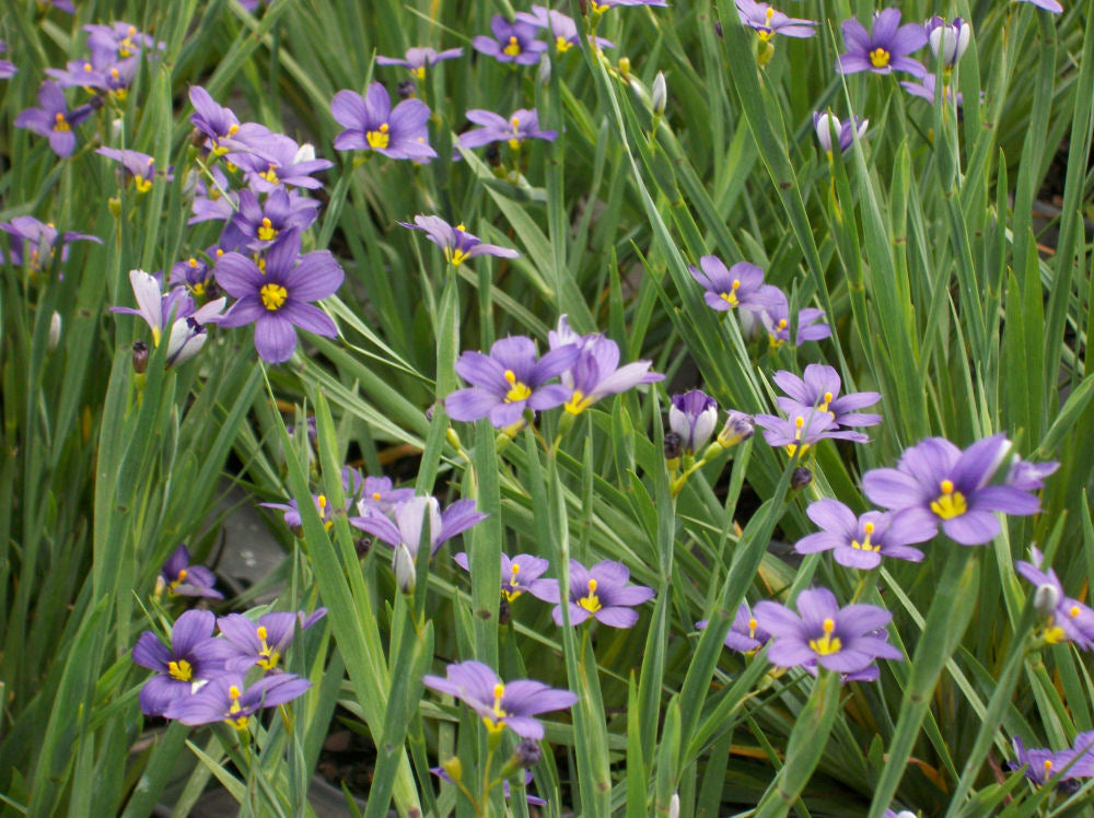 Lucerne Blue Eyed Grass (Sisyrinchium angustifolium 'Lucerne') - 1 gallon -Ship Only