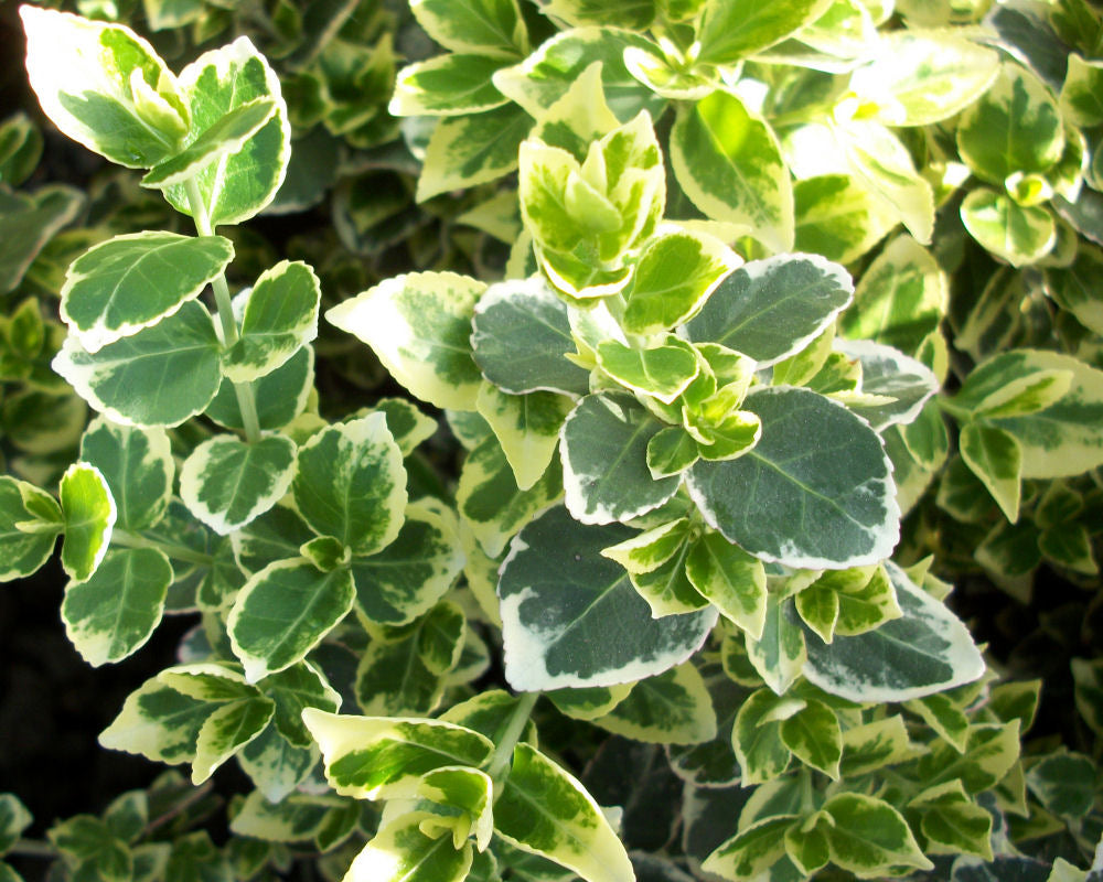 Emerald Gaiety™ Euonymus (Euonymus fortunei 'Emerald Gaiety') - 2 gallon 10" -Ship Only