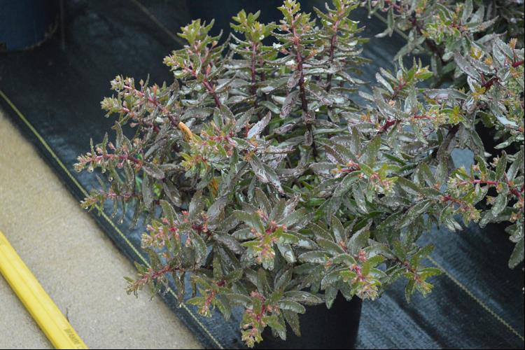 SunSparkler® Jade Tuffet Stonecrop (Sedum jade 'Tuffet') - 1 gallon -Ship Only