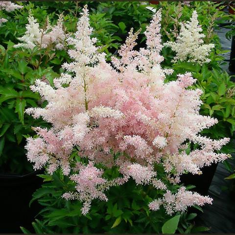 Younique Pink Astilbe (Astilbe 'Younique Pink') - 1 gallon -Ship Only