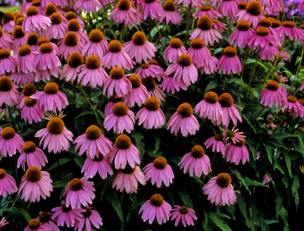 Kim's Knee High™ Coneflower (Echinacea purpurea 'Kims Knee High') - half gallon -Ship Only