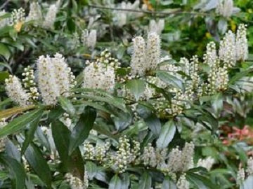 Chestnut Hill Cherry Laurel (Prunus L 'Chestnut Hill') - 2 gallon 15" -Ship Only
