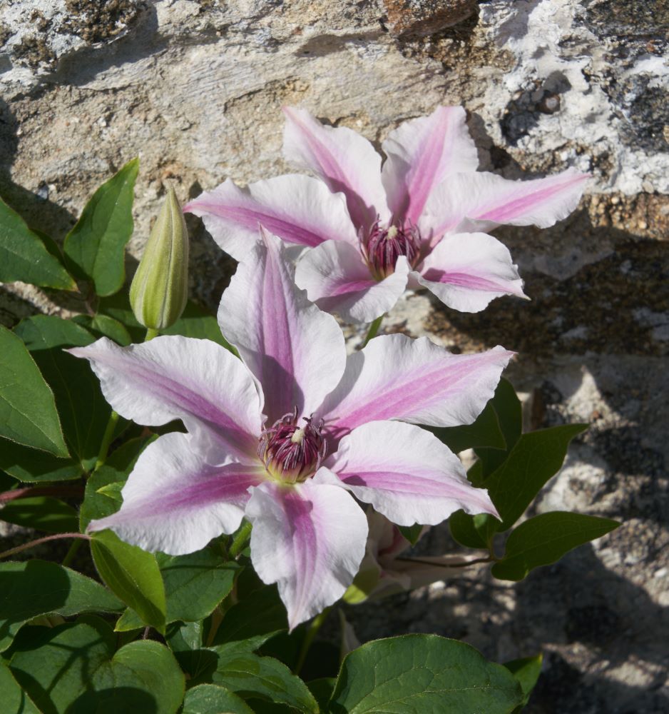 Ithemba™ Clematis (Clematis ithemba) - half gallon -Ship Only