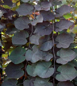 Ruby Falls Weeping Redbud (Cercis canadensis 'Ruby Falls') - 3 gallon -Ship Only
