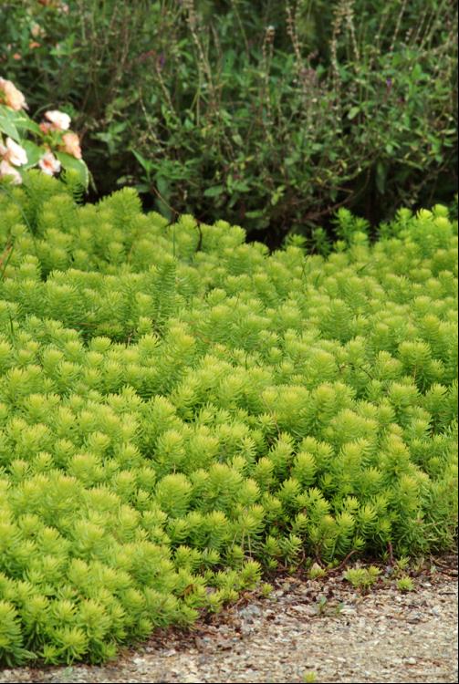 Angelina Stonecrop (Sedum sedum 'Angelina') - 1 gallon -Ship Only