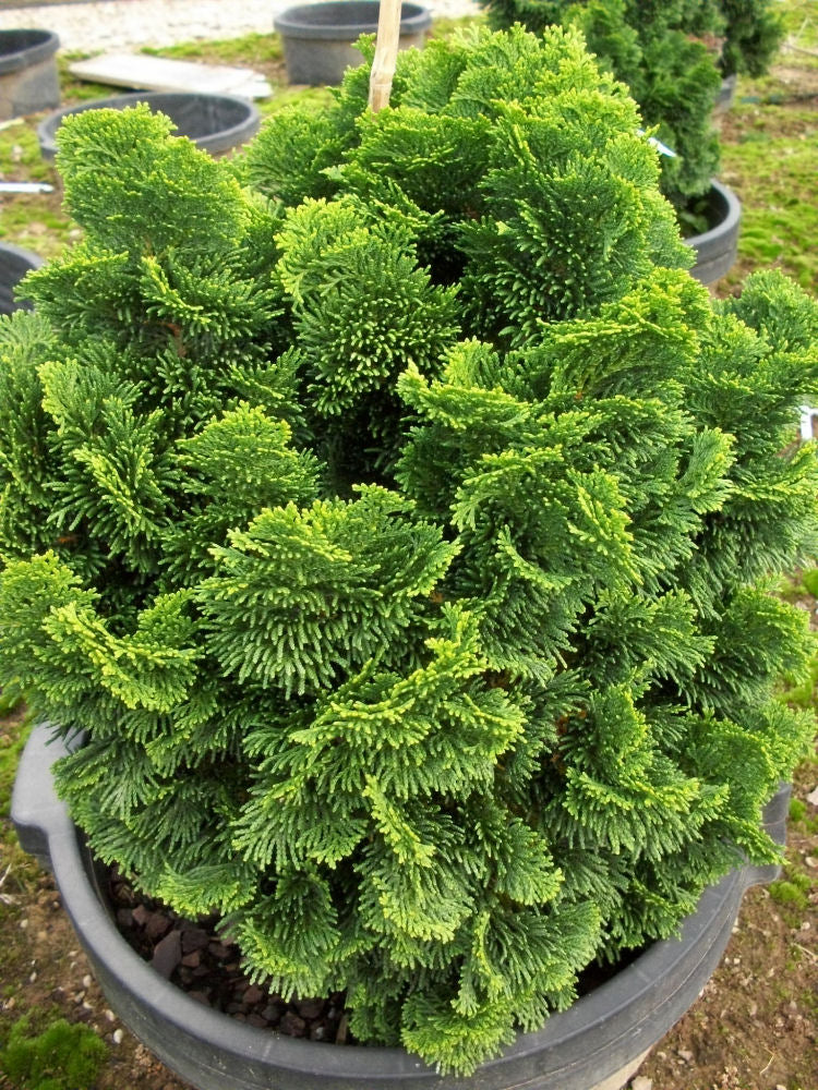 Hinoki False Cypress (Chamaecyparis obtusa 'Nana') - 3 gallon 12" -Ship Only
