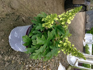 Jetstream™ Hydrangea (Hydrangea quercifolia 'Jetstream') - 3 gallon -Ship Only