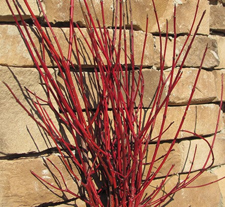 Cayenne Dogwood (Cornus alternifolia 'Cayenne') - 3 gallon -Ship Only