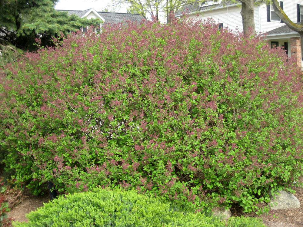 Dwarf Korean Lilac (Syringa meyeri 'Palibin') - 1 gallon -Ship Only
