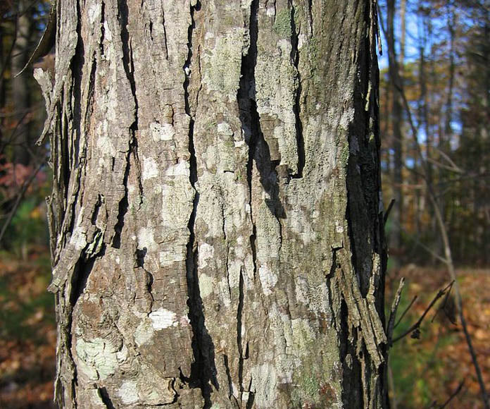 Shagbark Hickory (Carya ovata) - 3 gallon -Ship Only