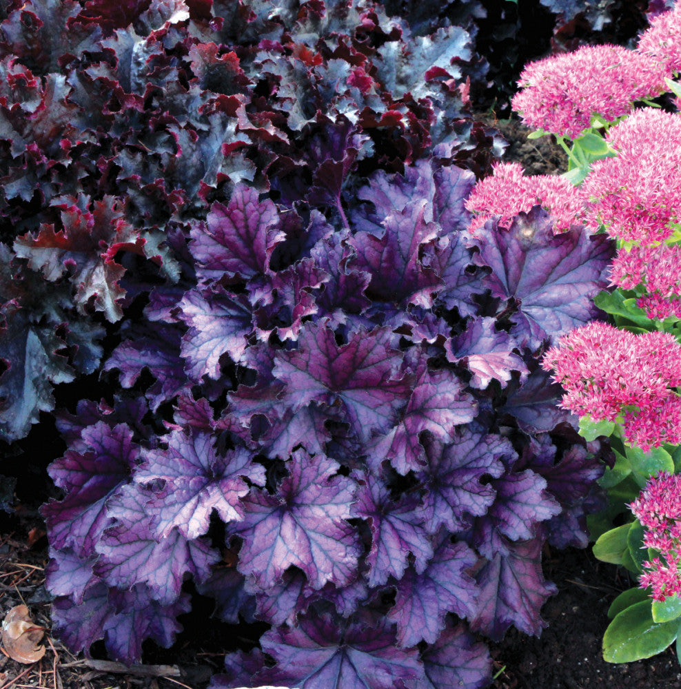 Forever Purple Coral Bells (Heuchera forever 'Purple') - 1 gallon -Ship Only