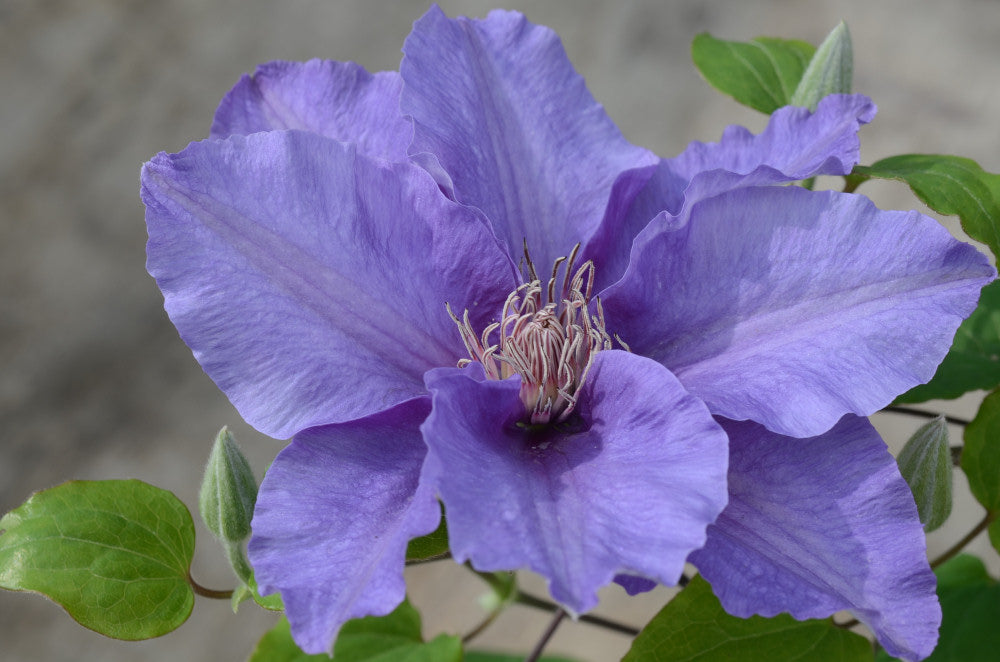 Sacha™ Clematis (Clematis sacha) - half gallon -Ship Only
