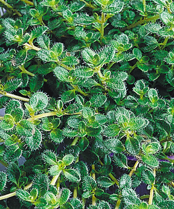Woolly Thyme (Thymus pseudolanuginosus 'Pseudo. Wooly') - QT -Ship Only