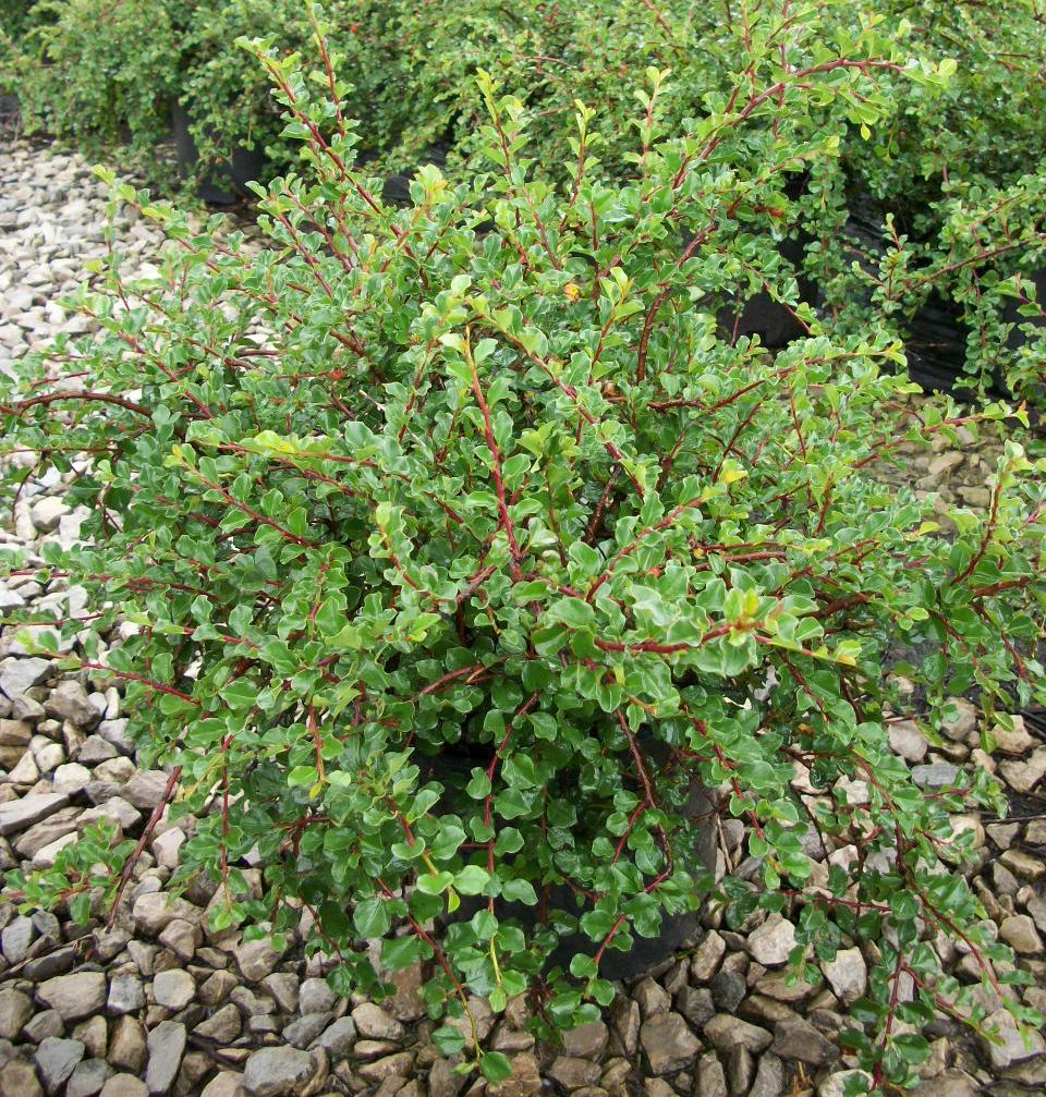 Cranberry Cotoneaster (Cotoneaster apiculatus) - 2 gallon 12" -Ship Only