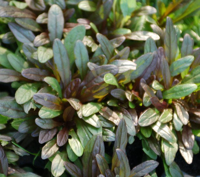 Chocolate Chip Bugleweed (Ajuga reptans 'Chocolate Chip') - QT -Ship Only