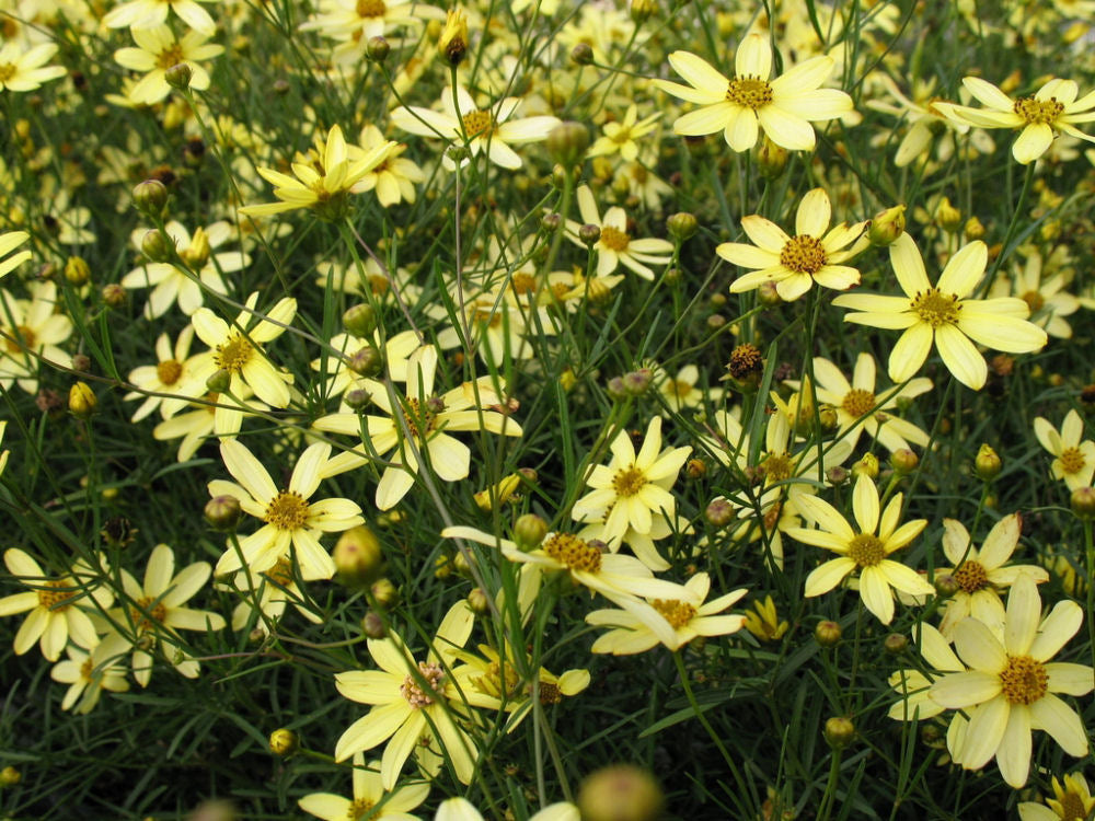 Moonbeam Tickseed (Coreopsis verticillata 'Moonbeam') - QT -Ship Only