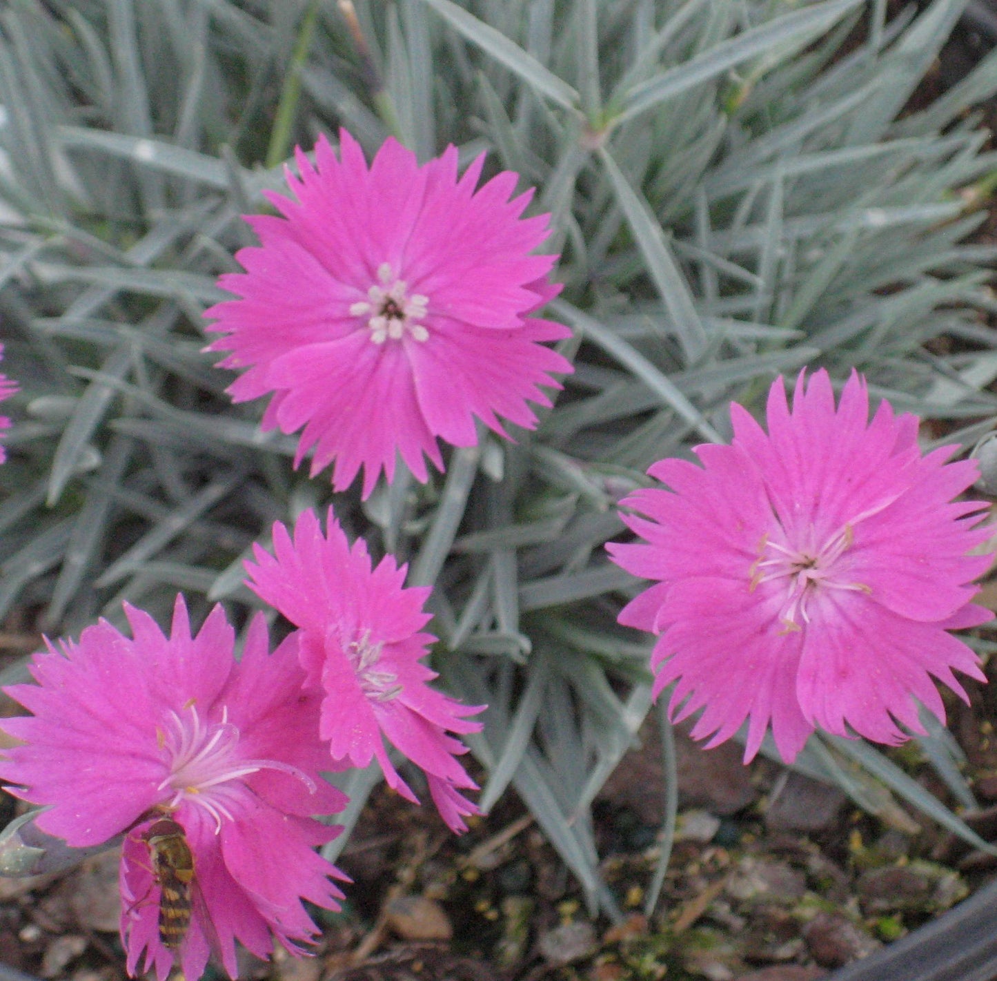 FireWitch Pinks (Dianthus gratianopolitanus 'Firewitch') - QT -Ship Only