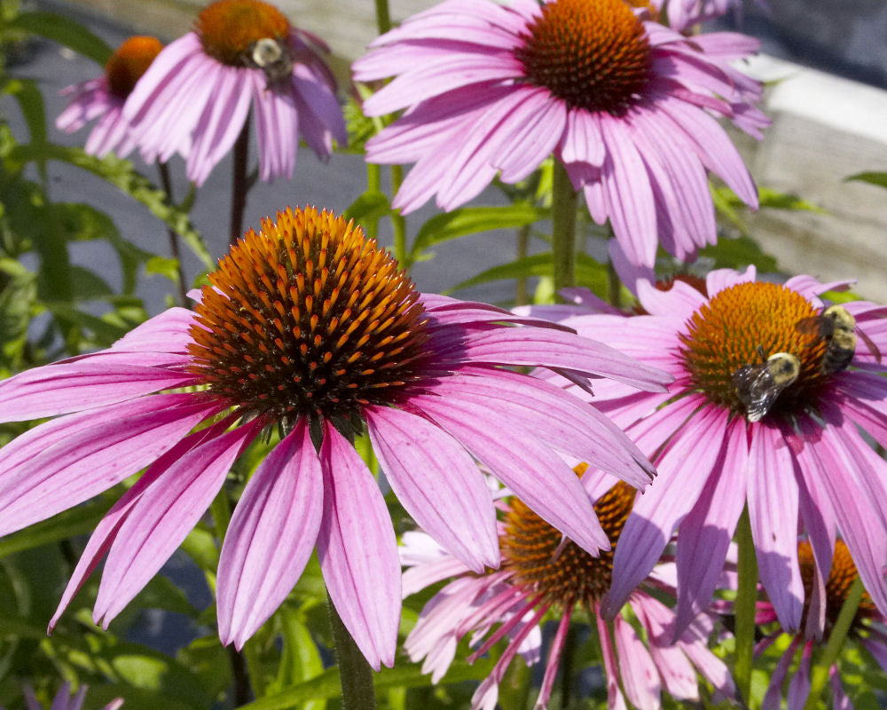 Purple Coneflower (Echinacea purpurea 'Magnus') - QT -Ship Only