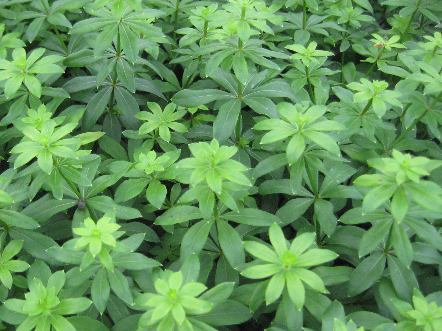 Sweet Woodruff (Galium odoratum) - QT -Ship Only