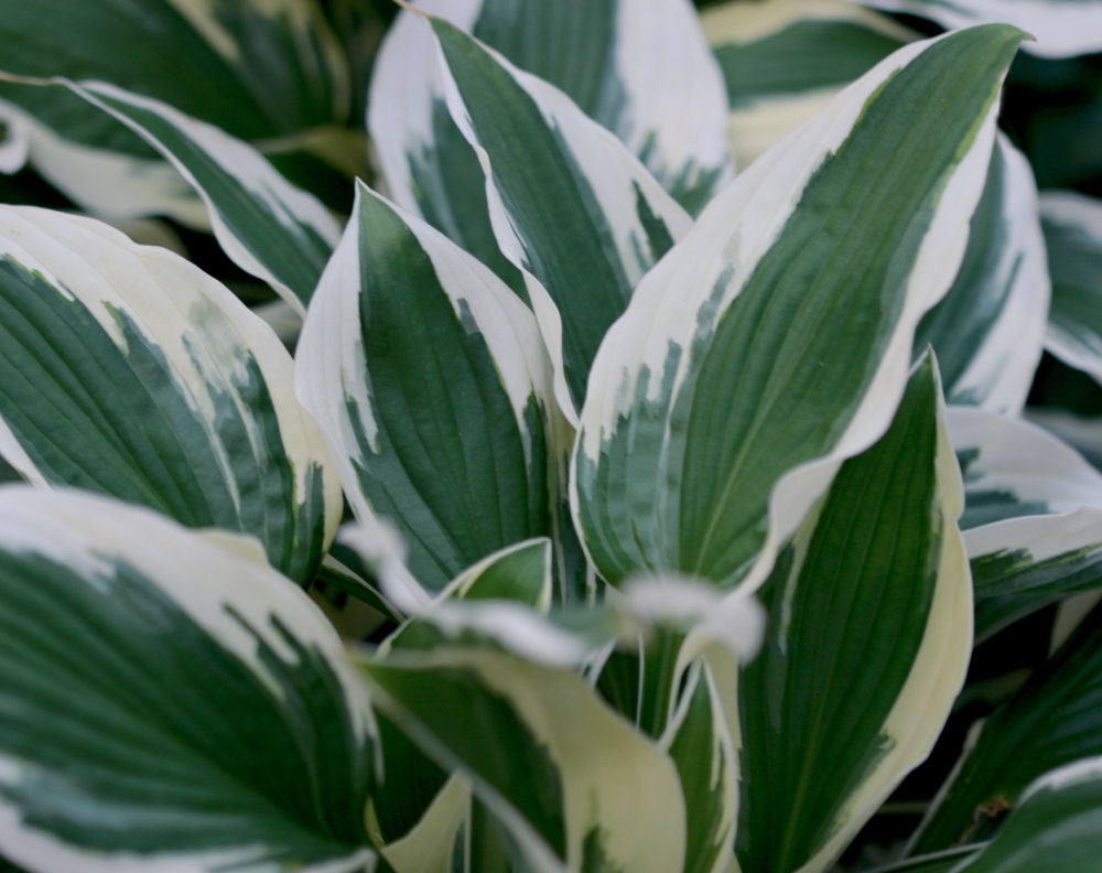 Patriot Plantain Lily (Hosta patriot 'Patriot') - QT -Ship Only