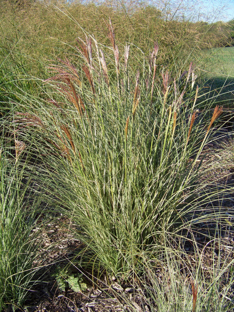 Morning Light Maiden Grass (Miscanthus sinensis 'Morning Light') - QT -Ship Only