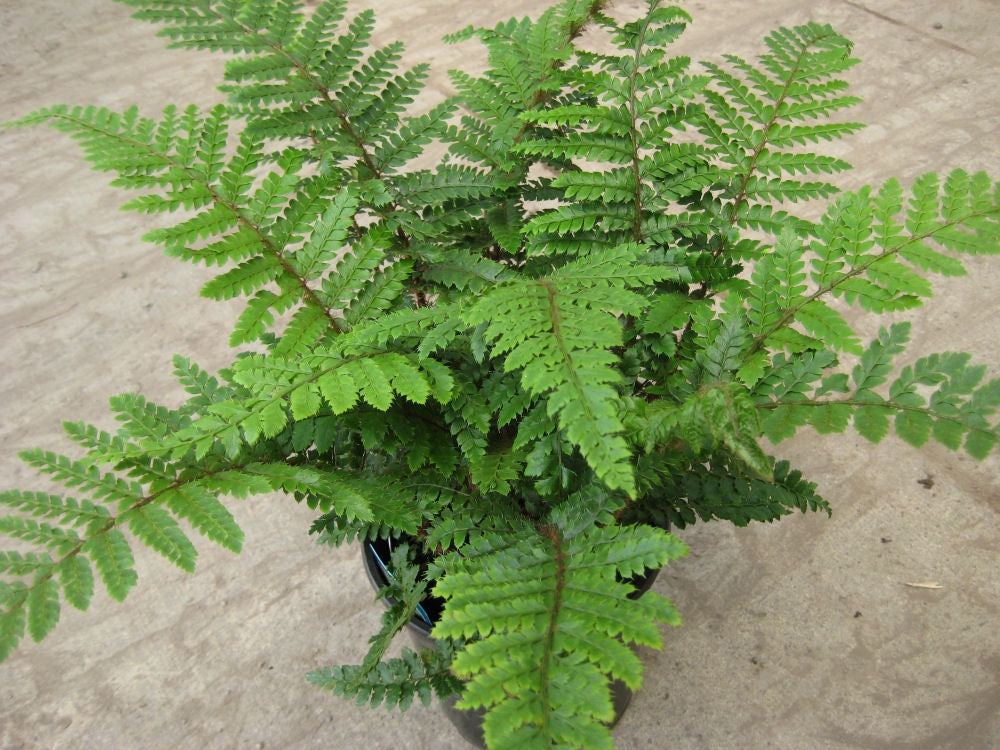 Tassel Fern (Polystichum polyblepharum 'Tassel') - QT -Ship Only