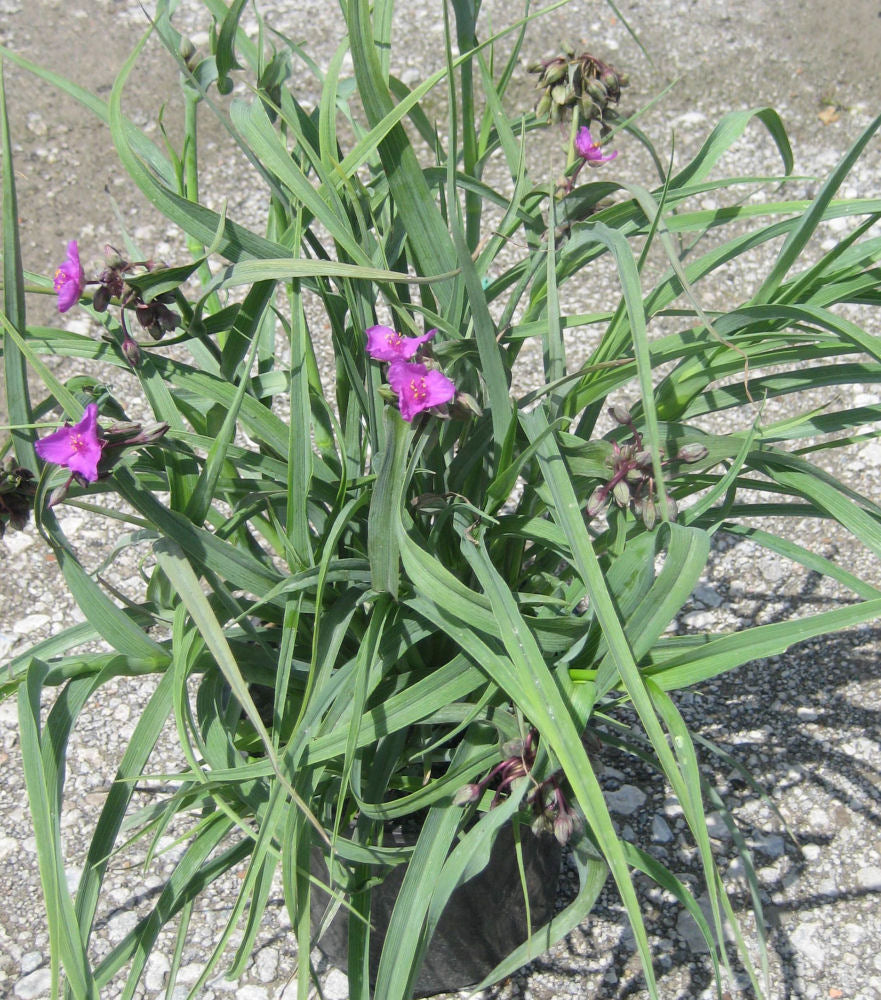 Concord Grape Spiderwort (Tradescantia x andersoniana 'Concord Grape') - QT -Ship Only