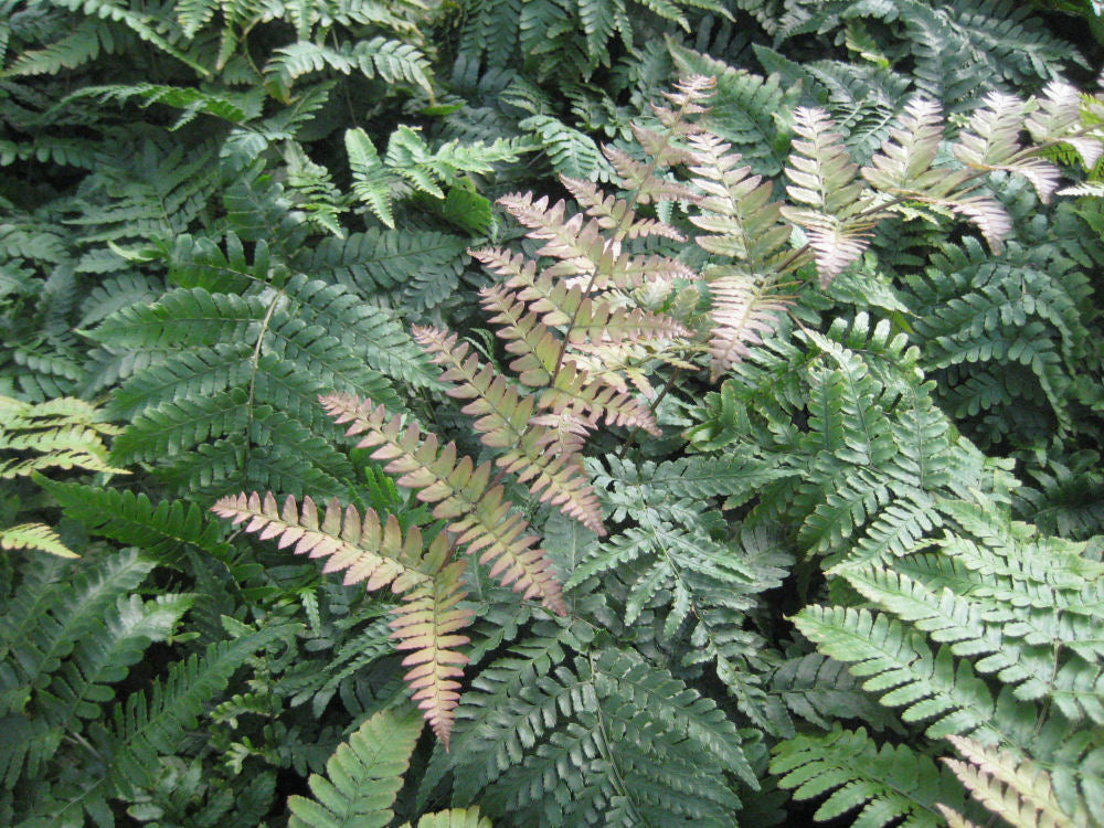Brilliance™ Autumn Fern (Dryopteris erythrosora 'Brilliance') - QT -Ship Only