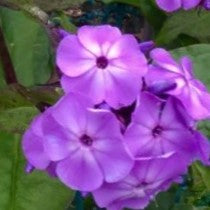 Flame® Pro Lilac Garden Phlox (Phlox paniculata 'Flame Lilac') - QT -Ship Only