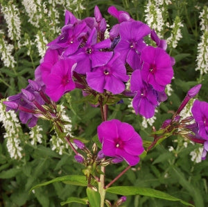 Flame™ Purple Tall Garden Phlox (Phlox paniculata 'Flame Purple') - QT -Ship Only