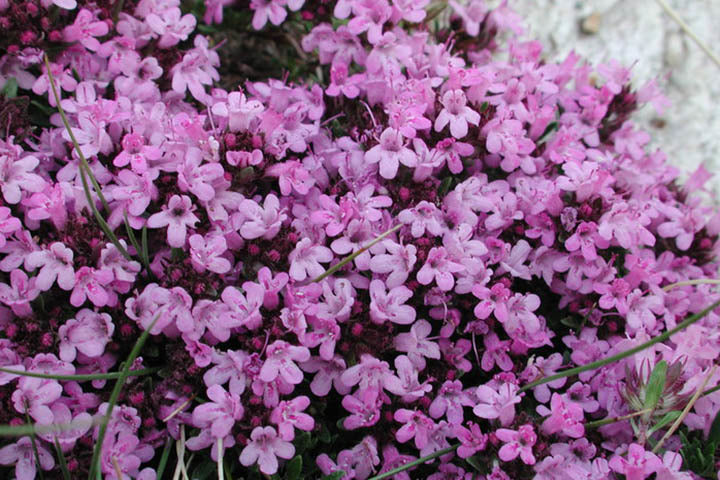 Creeping Thyme (Thymus serpyllum 'Coccineus') - QT -Ship Only