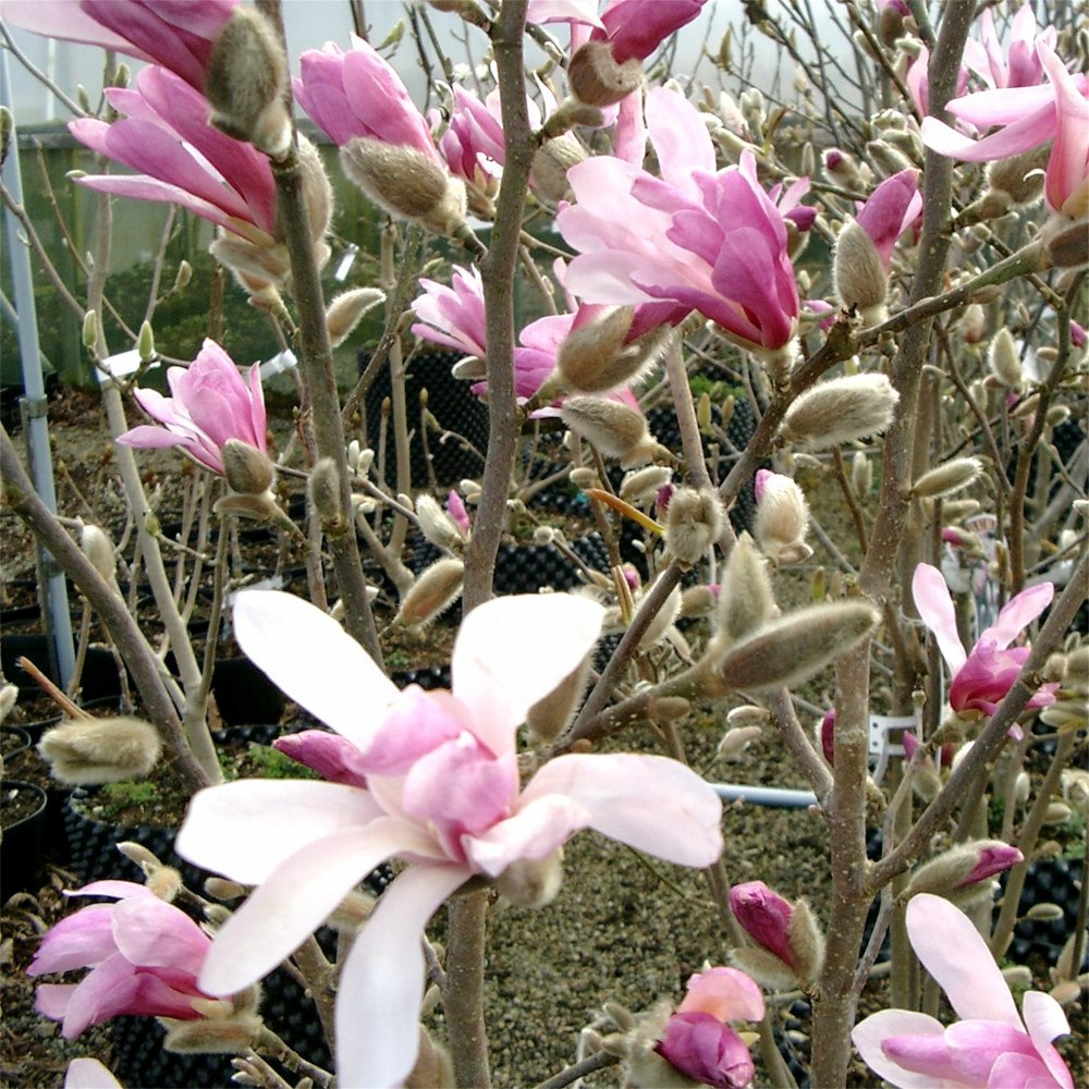 Leonard Messel Magnolia (Magnolia x loebneri 'Leonard Messel') - 3 gallon 24" -Ship Only